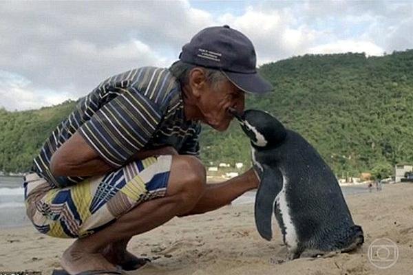 La increíble historia del pingüino “agradecido”