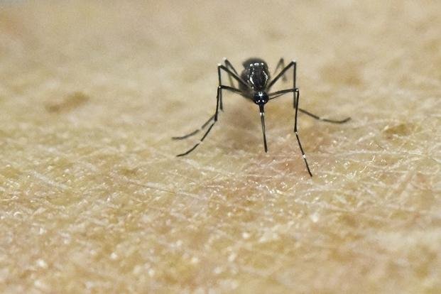 Dengue: polémica por los métodos usados para matar al mosquito