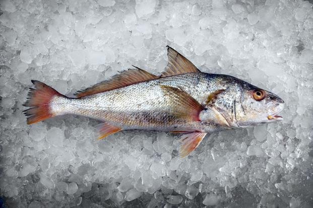 El video del pez congelado que "resucita" asombra al mundo