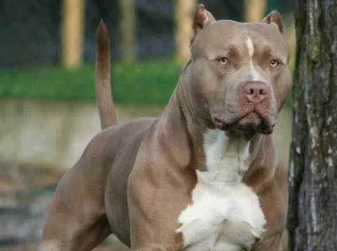 Discutió con un vecino por su perro y le disparó 3 veces