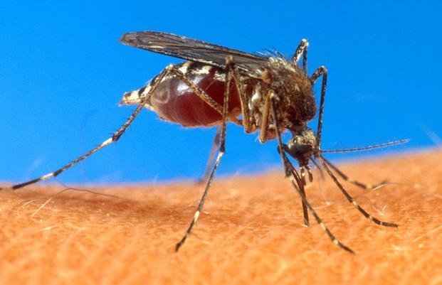 Prometedor ensayo de vacuna contra el dengue