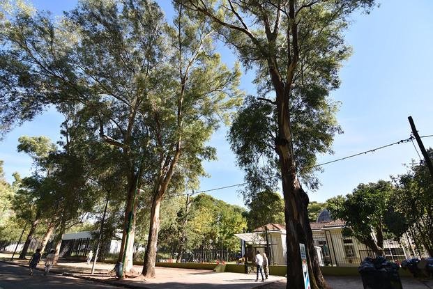 Extraerán árboles del Bosque con riesgo de caída