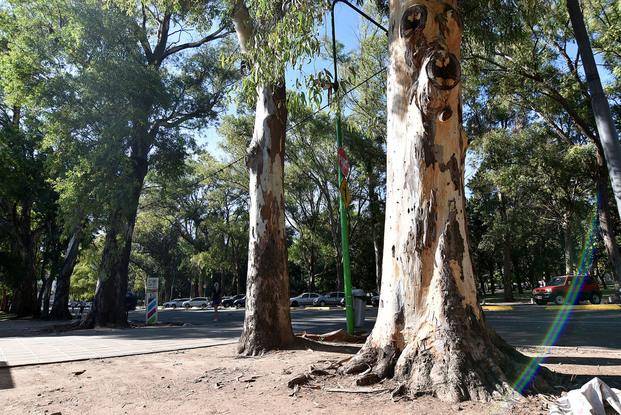 El Bosque pierde cuatro históricos eucaliptos