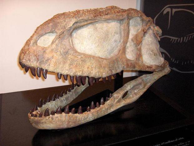 Hallan en Neuquén restos de dinosaurio que vivió hace 66 millones de años