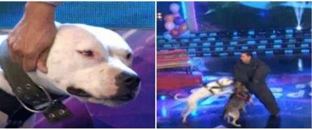 “Ataque canino”, el nuevo desafío de “Canta si puedes”