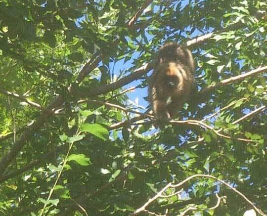 Un mono suelto alarma a vecinos de El Rincón
