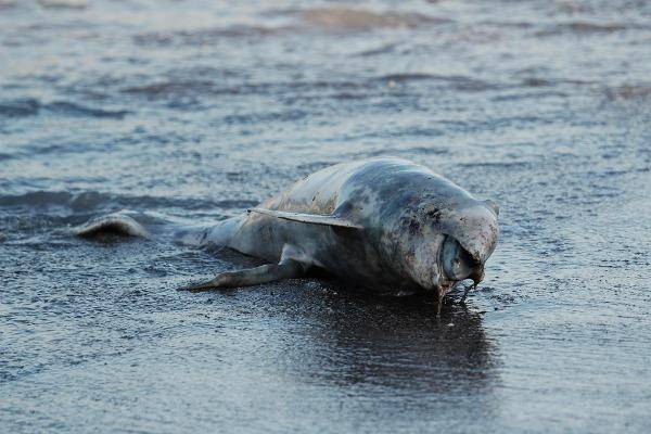 Hallan unos 20 delfines muertos en la costa de Georgia