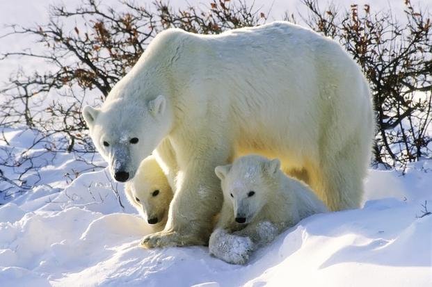 Algunos animales se vuelven caníbales