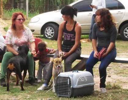 Proteccionistas lanzan campaña  para castrar a las mascotas