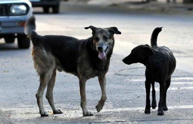 Preocupación por falta de anestesia para hacer castraciones