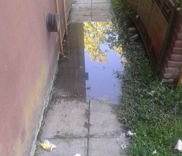 Brote cloacal en 613, 4 y 4 bis