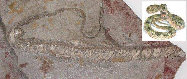 Descubren el color de serpiente que vivió hace diez millones de años
