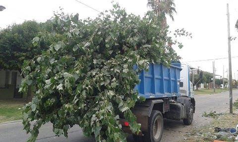 Operativo de recolección de ramas y montículos en Quilmes oeste