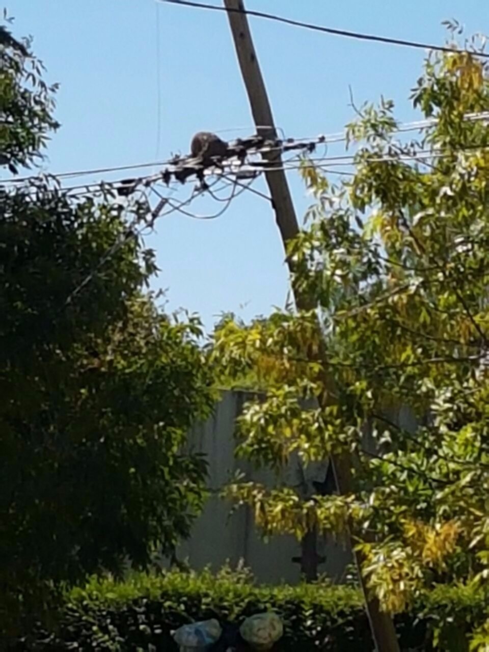 Preocupación en 512 y 26 por cables atravesados en la calle