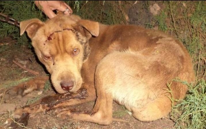  Pringles: vecinos indignados por brutal ataque a varios perros