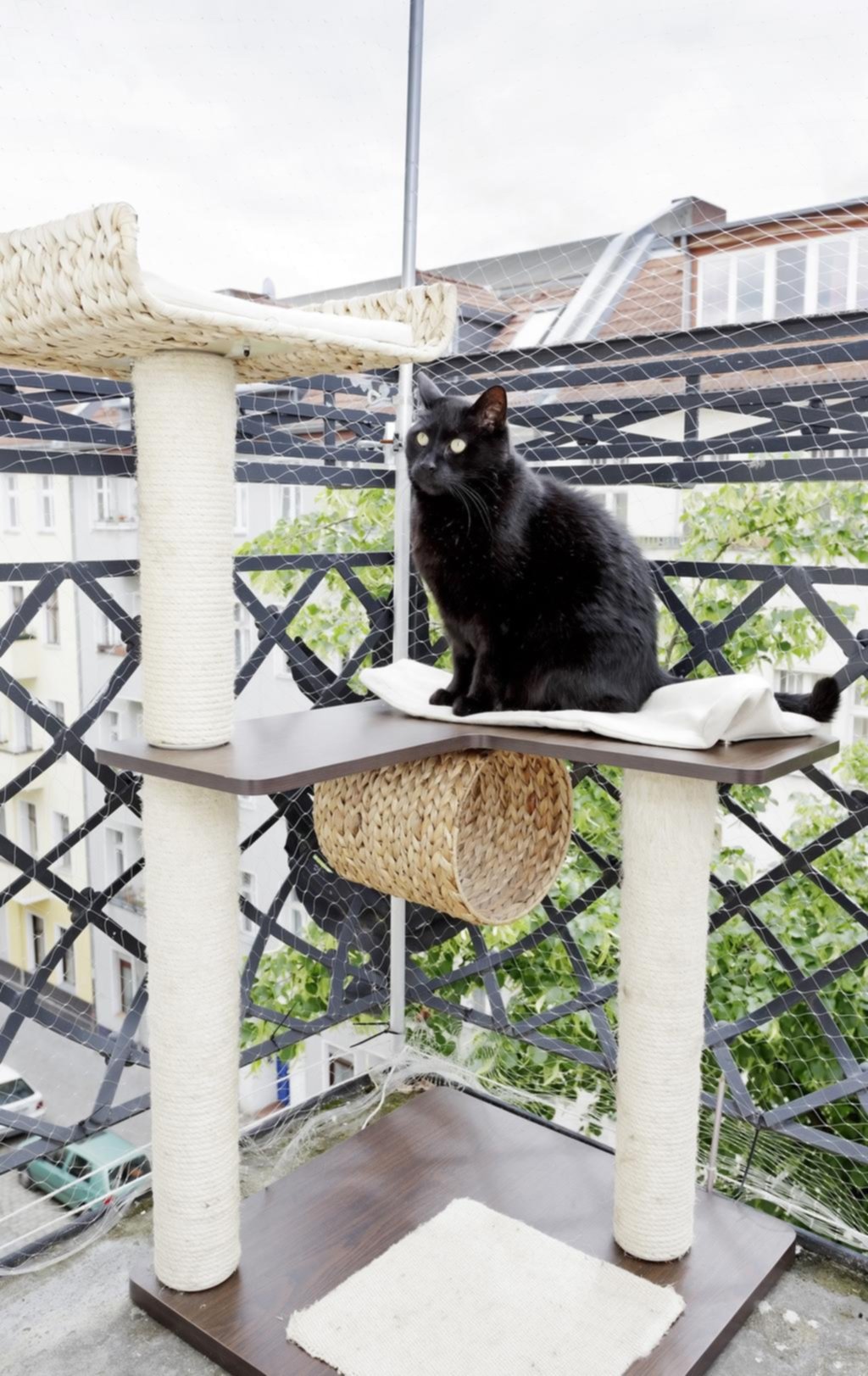 Los gatos también se aburren y necesitan diversión