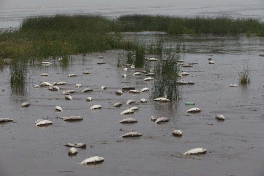 Invasión de sábalos muertos en Punta Lara