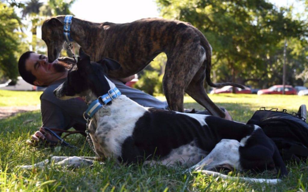 Luego de la ley que prohíbe las carreras, creció la adopción de galgos