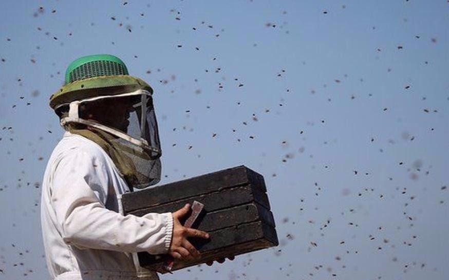 Un apicultor murió tras ser atacado por un enjambre de abejas 