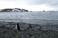 Registran en la Antártida la temperatura más cálida de su historia, que llegó a 17,5 grados