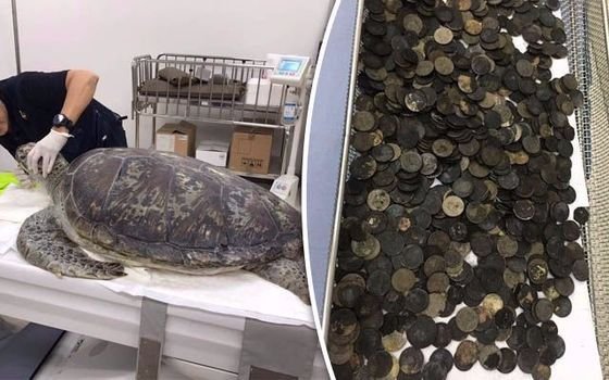 Murió la tortuga a la que extirparon 900 monedas del estómago
