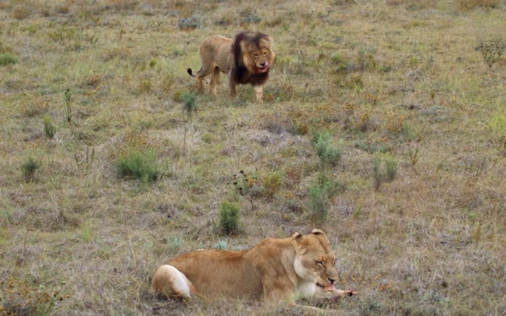 Las leonas cazan, pero el "rey de la selva" come primero 