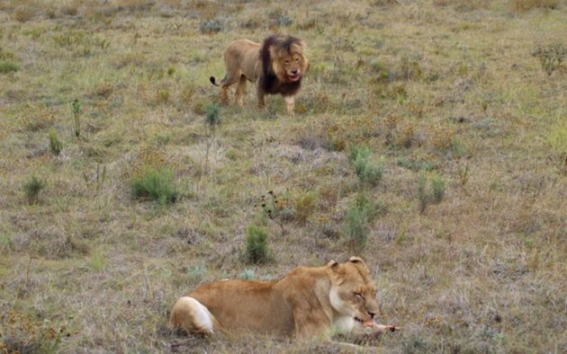 Las leonas cazan, pero el 