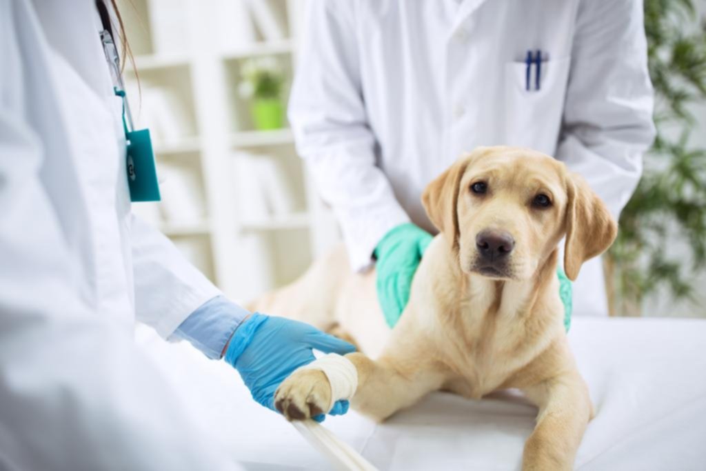Falsos veterinarios: detectan que muchos atienden sin título