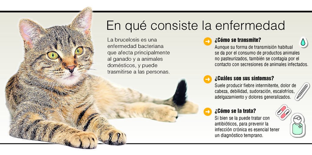 Detectan en La Plata brucelosis en gatos: primeros casos en el país