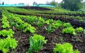 Inscripción para la huerta escolar pedagógica a cielo abierto