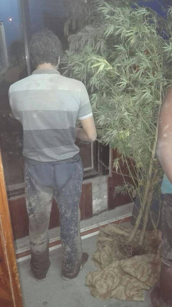 Iban en moto con cuatro plantas de marihuana: quedaron presos