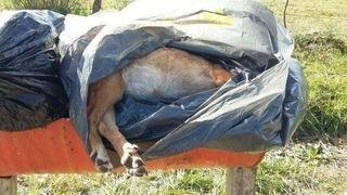 Denuncian otra matanza de perros en Ignacio Correas