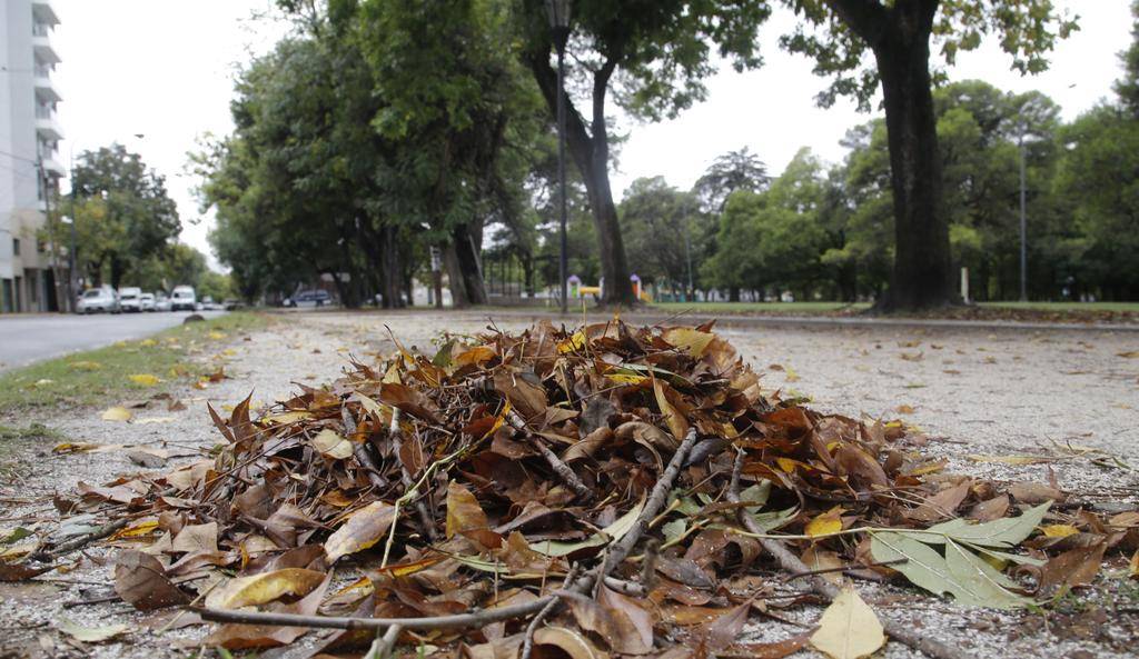 Ya preocupa la acumulación de hojarasca