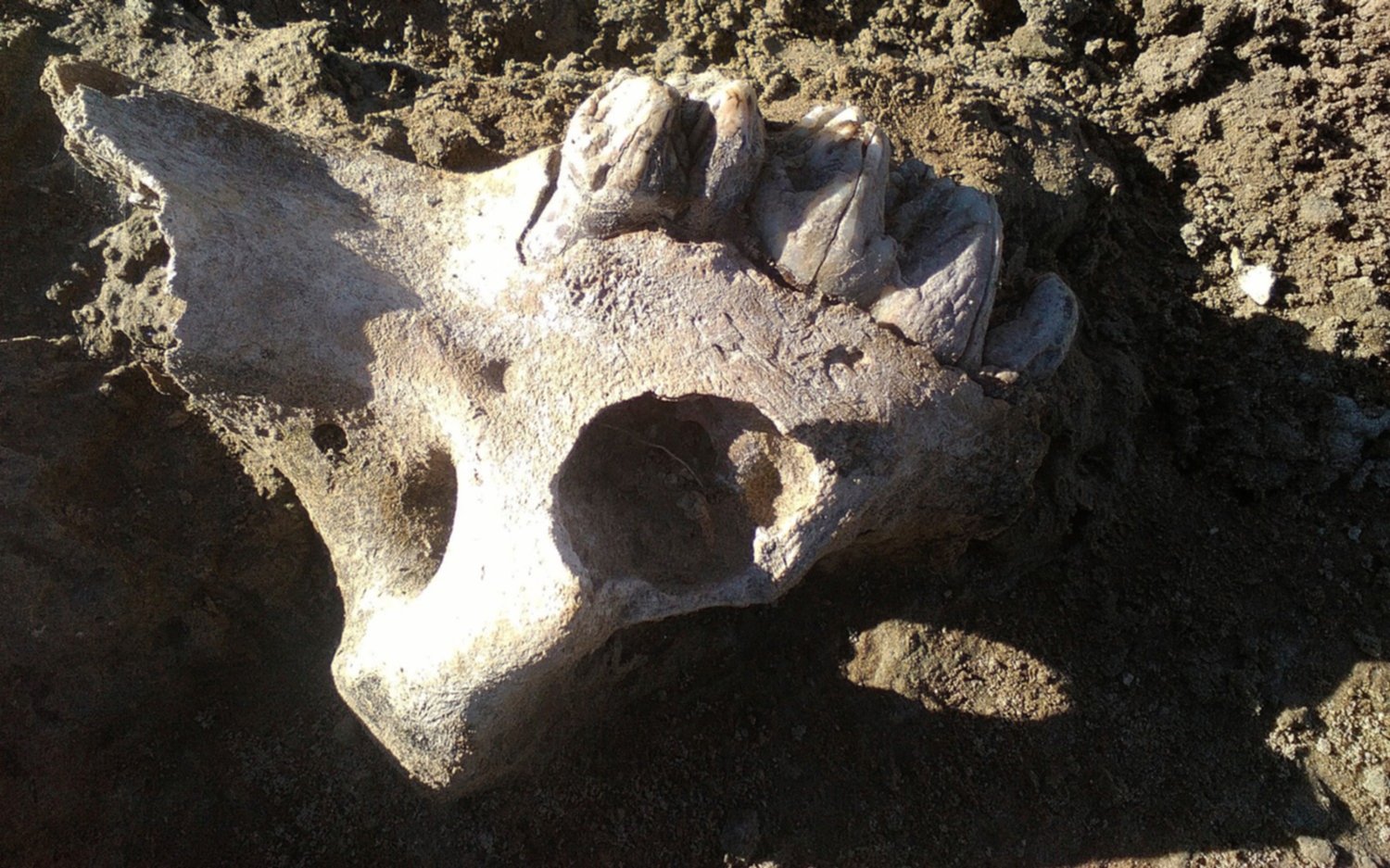 Hallan más de 200 fósiles de animales prehistóricos en Junín