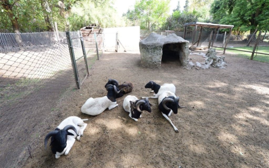Proyecto Bioparque: se llevó a cabo el tercer y último traslado de ovinos