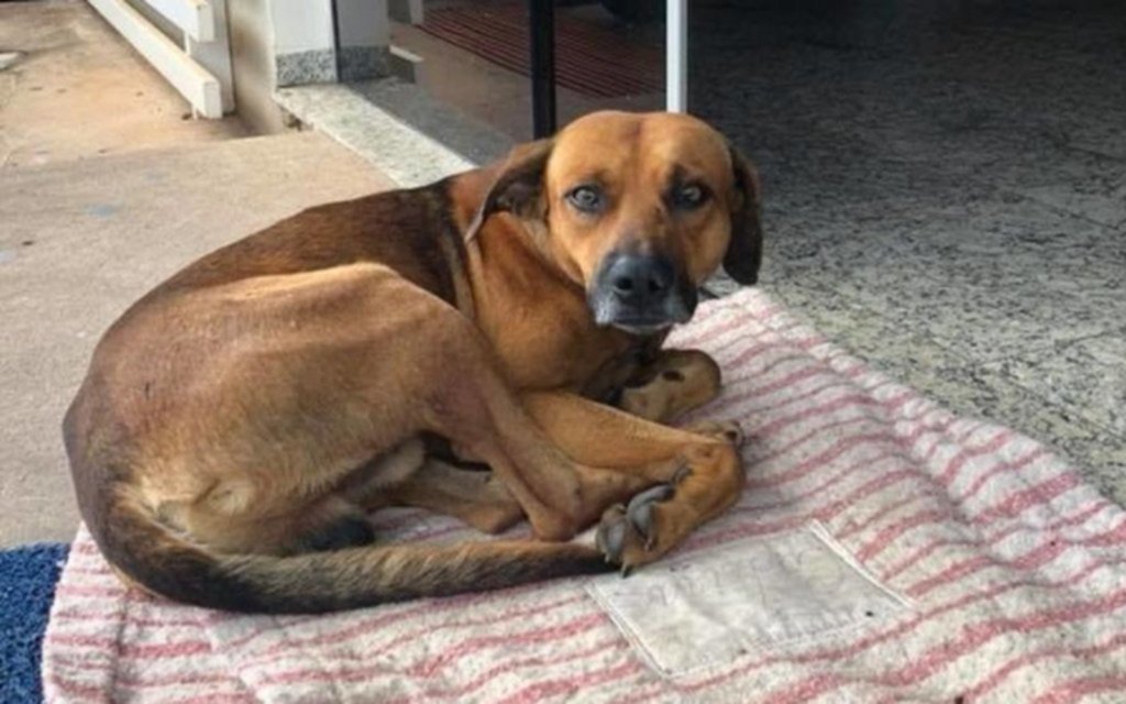 El mejor amigo: la triste historia del perro que espera a su dueño fallecido