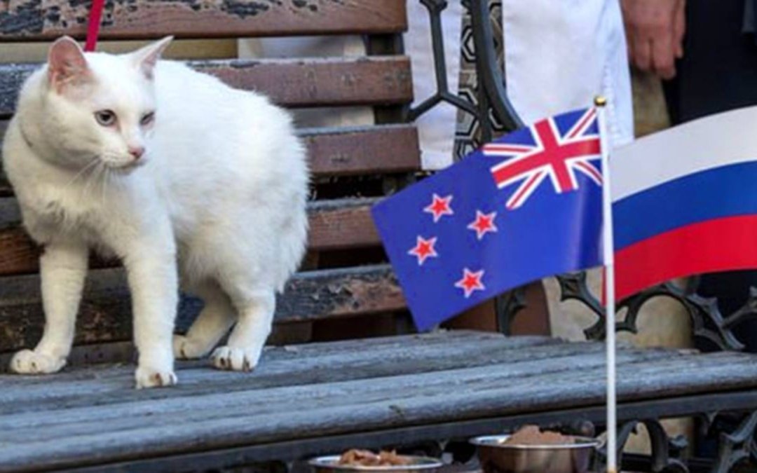 El Pulpo Paul ya tiene reemplazante en Rusia 2018: el gato Aquiles