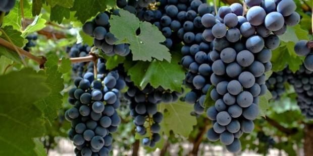 La uva Bonarda sigue siendo protagonista