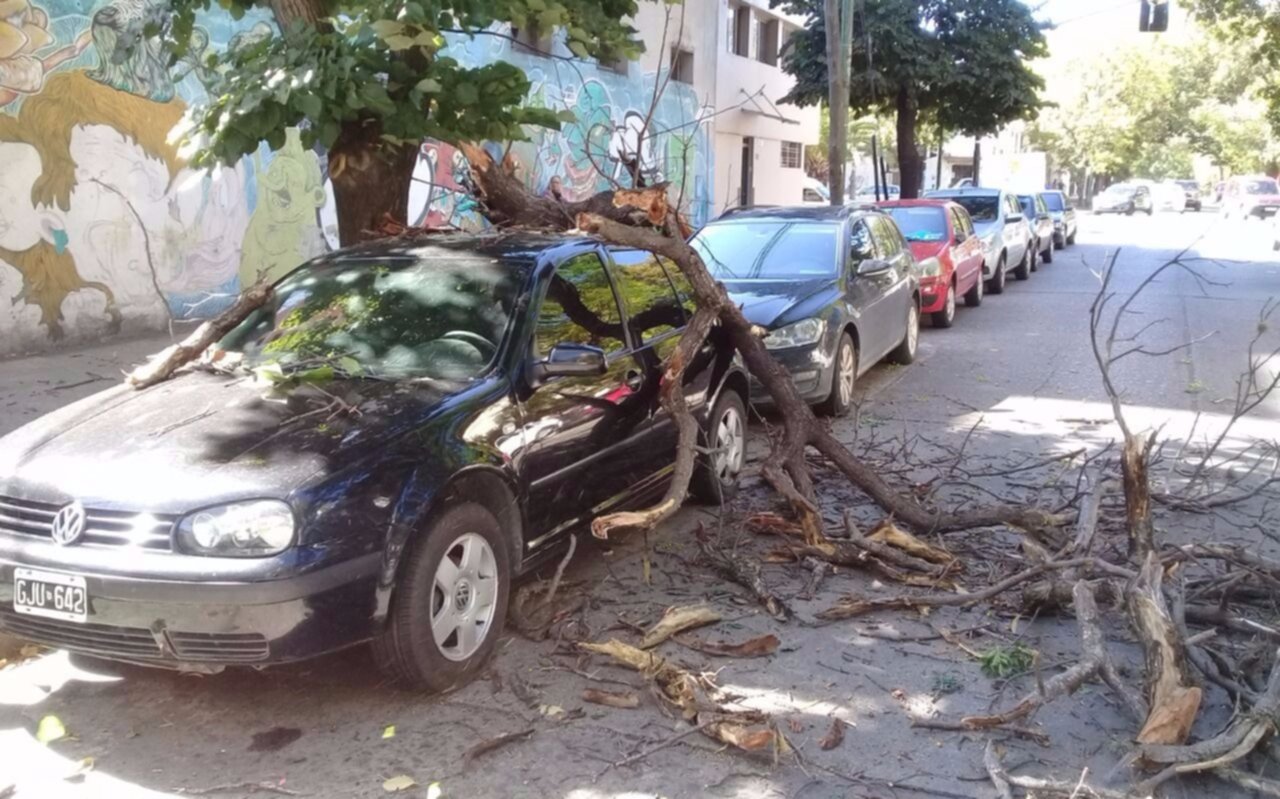VIDEO: Un árbol se cayó sobre un vehículo en pleno Centro
