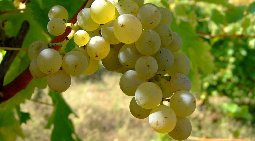 En 10 años, el Sauvignon Blanc aumentó 22% su superficie cultivada
