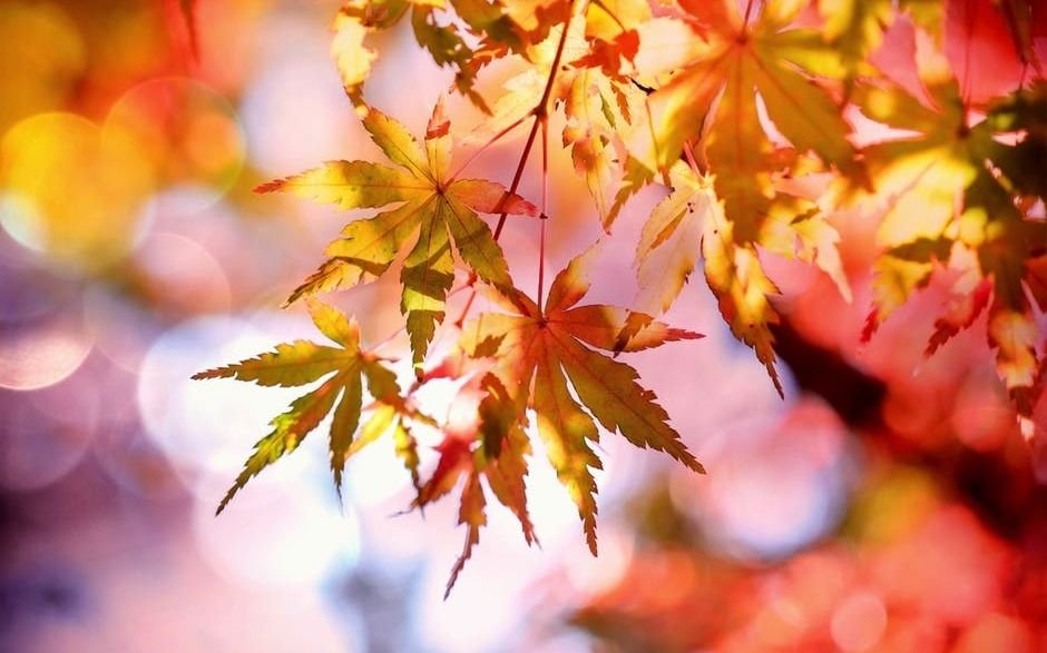 Una linda jornada de otoño