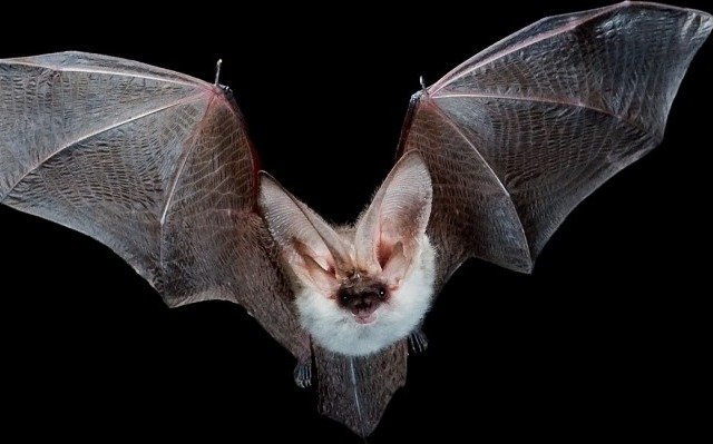 Aconsejan vacunar mascotas ante la aparición de murciélagos con rabia