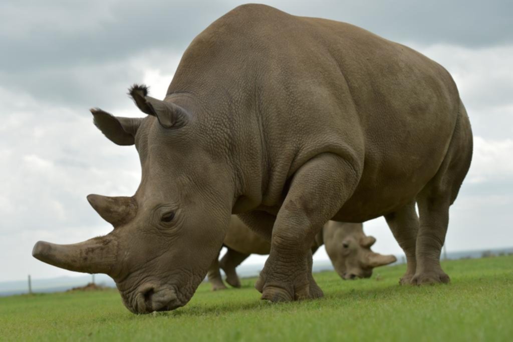 Murió el último rinoceronte blanco macho del mundo