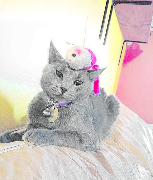 Rincón animal