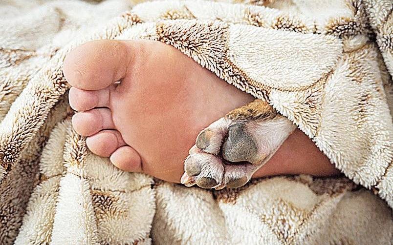 Nada de “a la cucha”: se puede dormir bien con nuestra mascota en la misma cama
