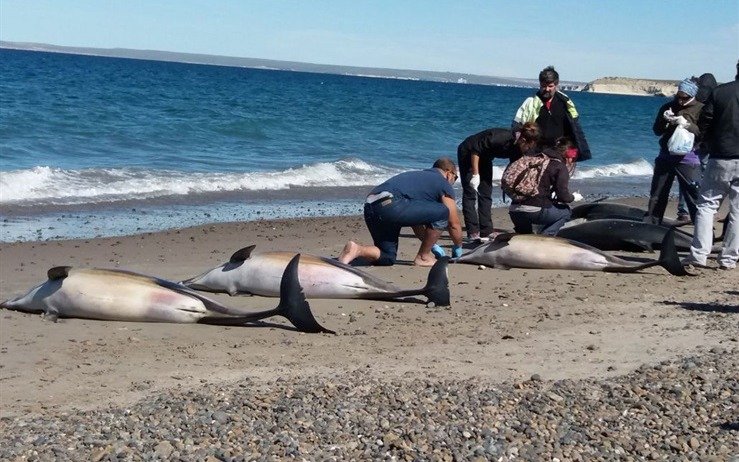 Aparecieron decenas de delfines muertos cerca de Puerto Madryn