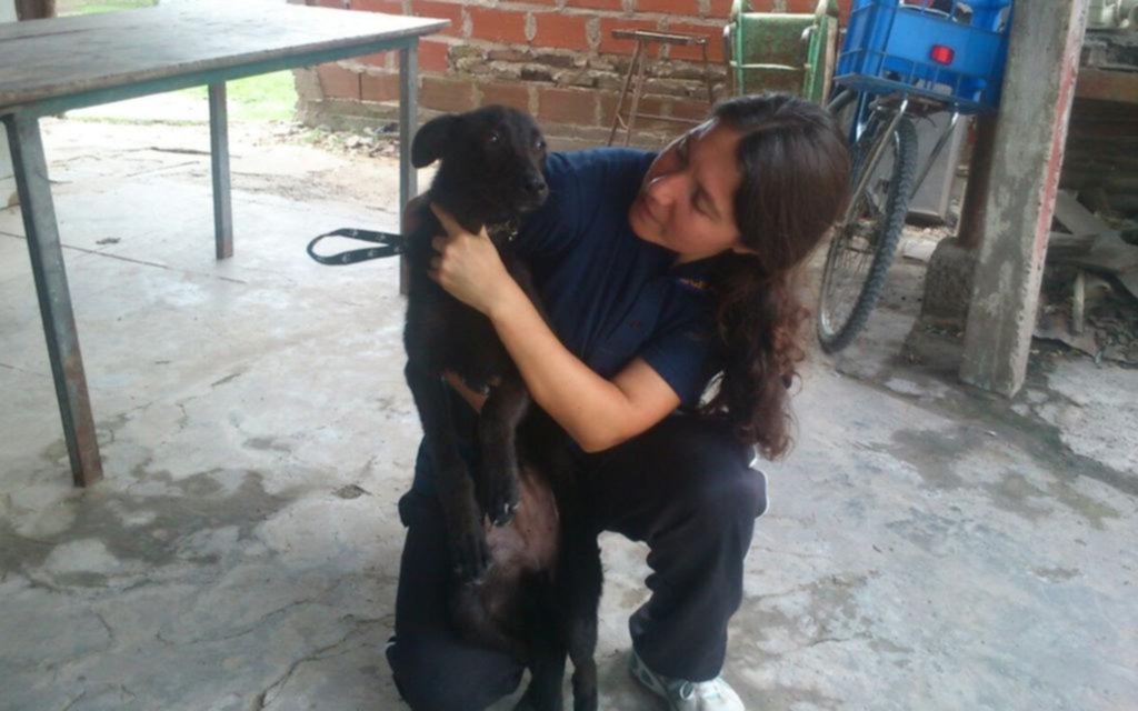 Proteccionistas de animales: una lucha voluntaria, silenciosa y sin descanso