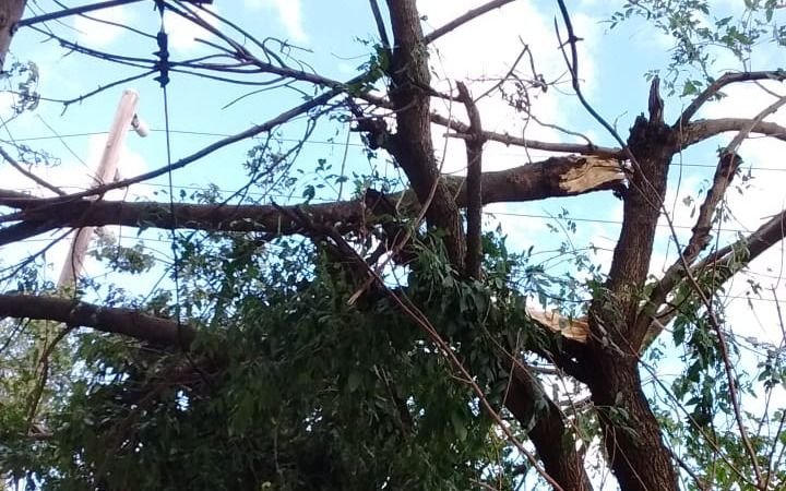 Advierten por ramas en líneas de media tensión en Tolosa