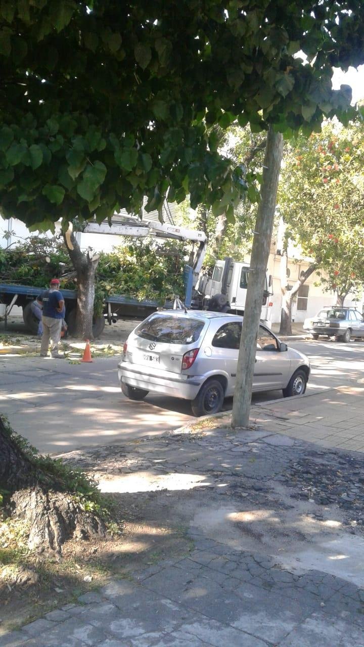Indignación por la poda de dos árboles sanos en 50 y 29