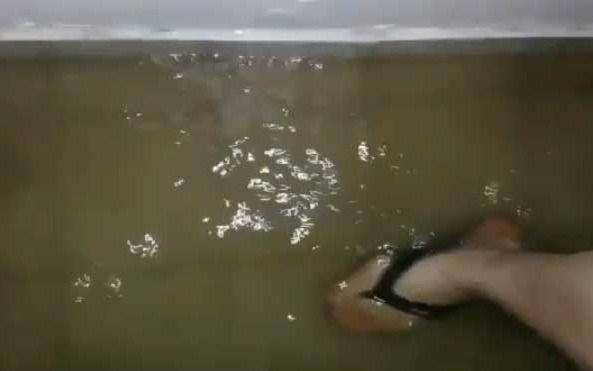 Pesadilla por desborde cloacal en 120 y 38